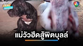 ระทึก ! พิตบุลล์ขย้ำแม่วัวหูขาด-ปากฉีก คาดช่วยปกป้องลูก จ.บุรีรัมย์ | เช้านี้ที่หมอชิต