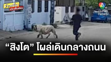 ชาวบ้านผวา ! เจอสิงโต 2 ตัว โผล่เดินกลางถนน | ข่าวเย็นประเด็นร้อน