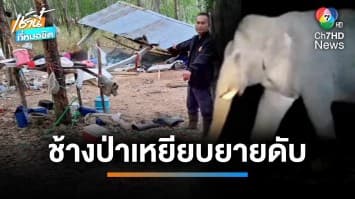 ยายไปกรีดยาง เจอช้างป่าบุกพังกระท่อมเหยียบ เสียชีวิตสลด | เช้านี้ที่หมอชิต