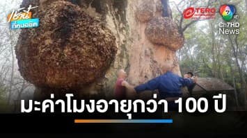 สุดแปลก ! ท้าวแสนปมต้นมะค่าโมงอายุกว่า 100 ปี จ.พะเยา | เช้านี้ที่หมอชิต