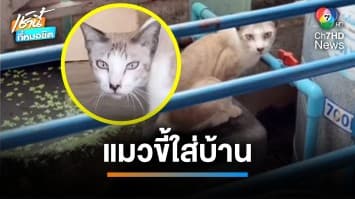 ลุงฉุน “แมวจรจัด” ขี้ใส่บ้าน ใช้ปืนอัดลมไล่ยิง จ.สมุทรปราการ | เช้านี้ที่หมอชิต