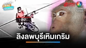 ก่อเรื่องอีก ! ลิงลพบุรี โดดแย่งของทำรถชนกัน บาดเจ็บ 3 ราย | เช้านี้ที่หมอชิต