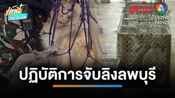 รวบแล้ว “ไอ้เครา” หัวโจกลิงลพบุรี พบวีรกรรมแสบเพียบ | เช้านี้ที่หมอชิต