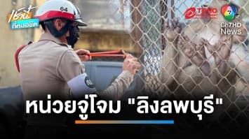 ยุติปฏิบัติการจับ “ลิงลพบุรี” หลังพบฉลาดเกิน 3 วัน จับได้แค่ 23 ตัว | เช้านี้ที่หมอชิต