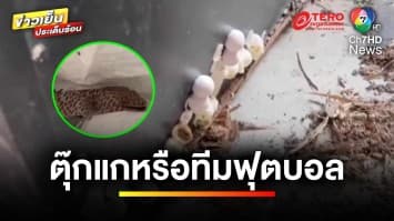 กู้ภัยตะลึง ! พบ “ตุ๊กแก” อยู่ในบ้านถึง 16 ตัว | ข่าวเย็นประเด็นร้อน