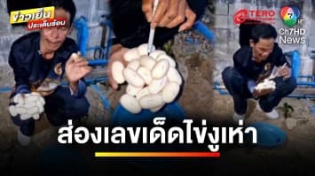 แห่ส่องเลขเด็ด ! งูเห่าหวงไข่ นอนกกใต้ถุน แผ่แม่เบี้ยชูคอขู่ | ข่าวเย็นประเด็นร้อน