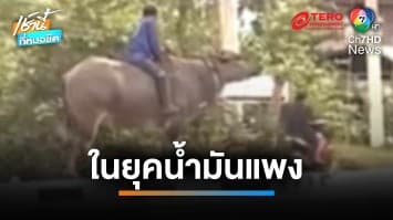 งง ทั้งถนน น้ำมันแพงก็เชิด  “ขี่ควาย” แทนรถ เสียงเงียบ ไร้มลพิษ | เช้านี้ที่หมอชิต