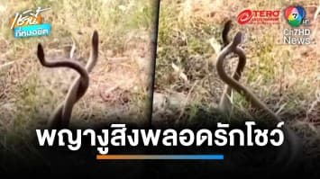 ฮือฮา ! พบพญางูสิงห์ยาวกว่า 3 เมตร จับคู่พลอดรักโชว์ เชื่อมาให้โชค | เช้านี้ที่หมอชิต