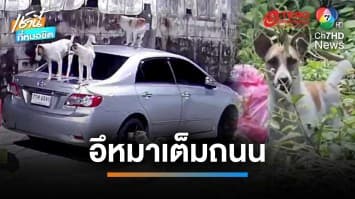 ชาวบ้านร้อง ! สุนัขจรจัดขับถ่ายเต็มถนน-ปีนขึ้นรถเสียหาย | เช้านี้ที่หมอชิต