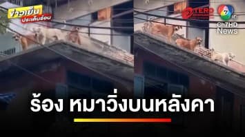 สุดจะทน ! ชาวบ้านร้อง เพื่อนบ้านเลี้ยงสุนัข 20 ตัว วิ่งบนหลังคา | ข่าวเย็นประเด็นร้อน