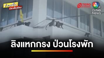 “ลิงหัวโจก” แหกกรง บุกป่วนโรงพัก-บ้านเรือน เดือดร้อนตำรวจ-ประชาชน | ข่าวเย็นประเด็นร้อน