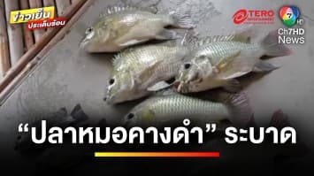 “ปลาหมอคางดำ” ระบาด 16 จังหวัด เร่งดำเนินการกำจัด | ข่าวเย็นประเด็นร้อน