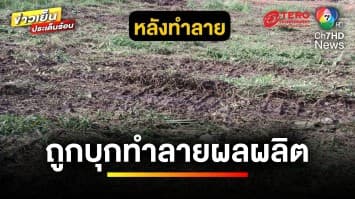 ชาวสวนร้อง ! ถูก “เจ้าของที่ดิน” บุกทำลายพืชผล | ข่าวเย็นประเด็นร้อน