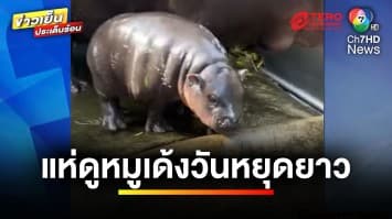 “หมูเด้ง” ยังฮิต ! คนแห่ชมความน่ารัก ทำรถติดยาวหลายกิโลเมตร | ข่าวเย็นประเด็นร้อน