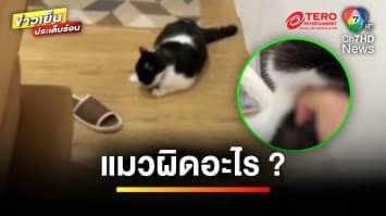 ยอมรับผิด ! เหตุหนุ่มทำร้ายแมวประชดแฟน อ้างอารมณ์ชั่ววูบ | ข่าวเย็นประเด็นร้อน