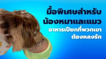 มื้อพิเศษสำหรับน้องหมาและแมว: อาหารเปียกที่พวกเขาต้องหลงรัก