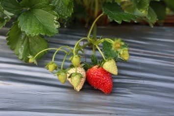 ดอยคำ เปิดจำหน่าย “สตรอว์เบอร์รี พรีเมียม” ส่งตรงจากเกษตรกรไทย ผ่านมาตรฐานสากล