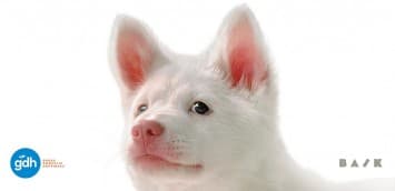 “GDH” เปิดตัวโปสเตอร์แรก “โกฮัง..หัวใจโกโฮม” ภาพยนตร์สุดอบอุ่นที่จะฮีลใจคุณด้วยความรักจากเจ้าหมาจร