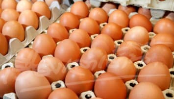 ผู้เลี้ยงไก่ไข่ แจงไข่แพงจากต้นทุนพุ่ง – วอนรัฐแก้ไขแทนคุมราคา