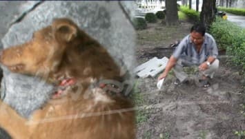 สุดแรงยื้อ - เจ้าตาล สุนัข จ.ชลบุรี ที่ถูกวัยรุ่นฟันตายแล้ว