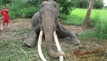 ช้างคู่เมืองสุรินทร์ วัย 71 ปีล้มตายท่าแปลก  
