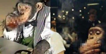 เศร้า! ลิงชิมแปนซีหัวใจวายตาย หลังถูกบังคับให้ 'สูบซิการ์-ดื่มวิสกี้' ขณะทำงานในคาสิโนรัสเซียนานหลายปี