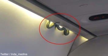 (คลิป) ผู้โดยสารผวา พบงูตัวยาวโผล่จากช่องเก็บกระเป๋าบนเครื่องบินที่เม็กซิโก