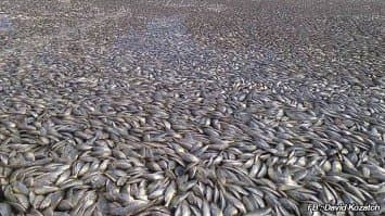 ตายยกฝูง!! ปลาเป็นตันๆ ลอยตายในคลองที่สหรัฐฯ จนท.คาดออกซิเจนในน้ำไม่พอ