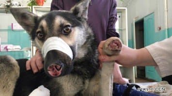 สะเทือนใจคนรักสัตว์! น้องหมาถูกตัดจมูก-อุ้งเท้า ปล่อยทิ้งกลางถนนรัสเซีย