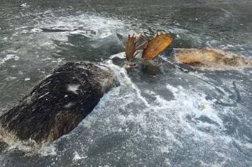 เผยภาพน่าสงสาร กวางมูส2ตัวถูกแช่แข็งในทะเลสาบอลาสก้า เห็นแต่เขาโผล่พ้นผิวน้ำแข็ง