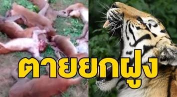 ผงะ! ชาวบ้านอินเดียพบฝูงลิง 12 ตัวนอนตายเกลื่อน ชี้กลัวเสียงเสือคำรามจนหัวใจวาย