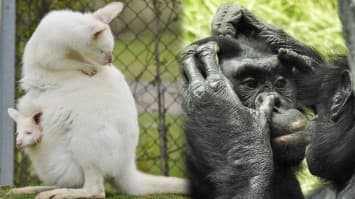 10 เรื่อง (ไม่ลับ) ของสัตว์โลก ที่คนดูแลสวนสัตว์อยากเม้าท์ให้ฟัง