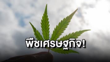 ม.แม่โจ้ จับมือ กรมการแพทย์แผนไทยฯ ยกระดับ ‘กัญชา’ เป็นพืชเศรษฐกิจ 