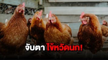 กรมปศุสัตว์ จับตา “ไข้หวัดนก” หลังพบแล้วในจีน ไม่ประมาท! แม้ไทยไร้การระบาดมานาน
