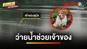 ชื่นชม ! “เจ้าซูโม่” สุนัขแสนรู้ ว่ายน้ำช่วยเจ้าของกลางอ่างเก็บน้ำ | ข่าวเย็นประเด็นร้อน 