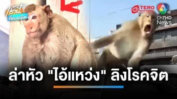 อุกอาจ ! ฝูงลิงเกเรดักปล้น “มะม่วง” กลางเมือง เย้ยตำรวจ | เช้านี้ที่หมอชิต