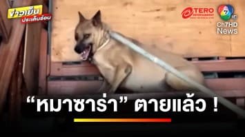 ยอมรับสารภาพ ! “หมาซาร่า” เสียชีวิตแล้ว หลังถูกพาตัวมาถึงเทศบาล  | ข่าวเย็นประเด็นร้อน