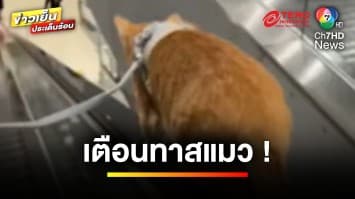 ทอท.เตือน ! ทาสแมว อย่าปล่อยเดินเล่นในสนามบิน | ข่าวเย็นประเด็นร้อน